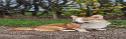 Welsh Corgi Pembroke dogs for sale: Waiting list HEALTH TESTED parent's 🐾 - Advert 4