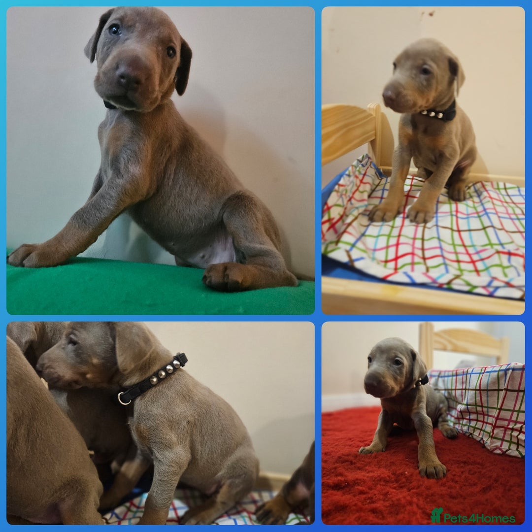 Dobermann dogs for sale: Stunning Female Ready for Lifelong Home  - Advert 21