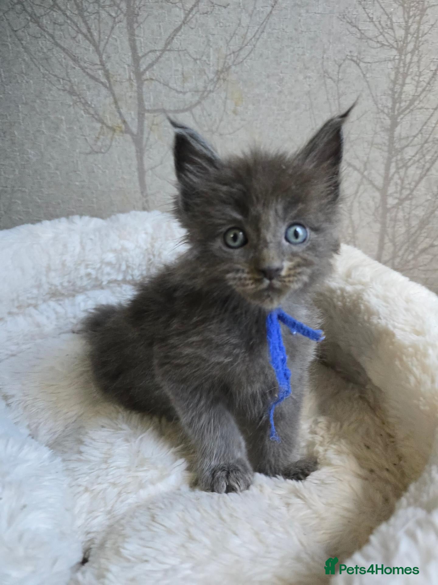 Maine Coon cats Blue & Blue Smoke Maine Coon Kittens Stunning Tica - Advert 2