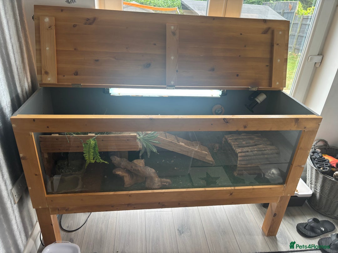 Bearded Dragon reptiles for sale: Bearded dragon with vivarium and set up included - Image 4