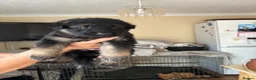 German Shepherd dogs for sale: German shepherd puppies - Advert 10