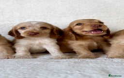 Cocker Spaniel dogs for sale: Show cockers kc registered simbawood lines - Image 7