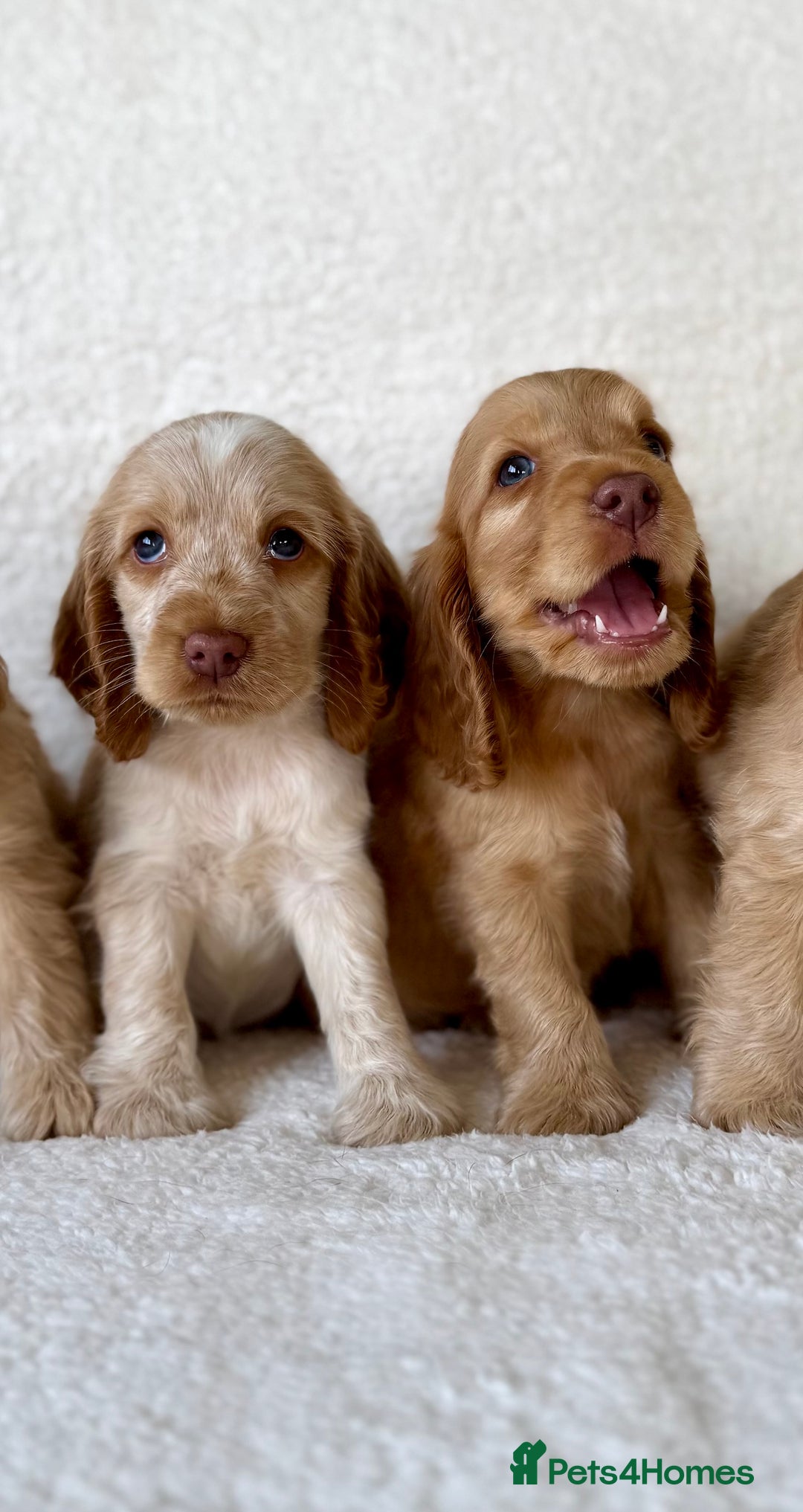 Cocker Spaniel dogs for sale: Show cockers kc registered simbawood lines - Image 7