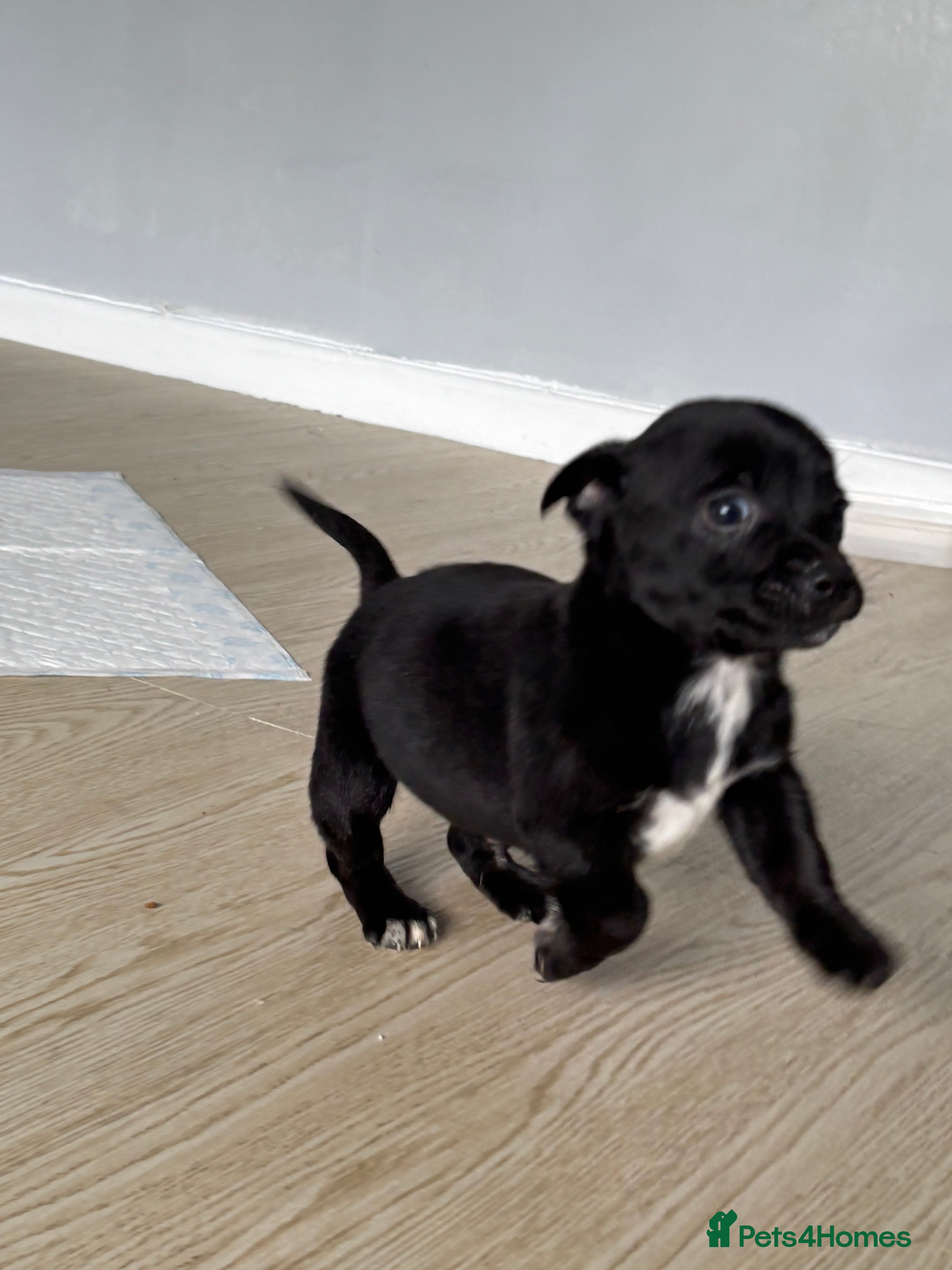 Mixed Breed dogs 1  dachshund cross Yorkshire terrier  BOY left  - Advert 7