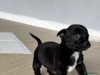 Mixed Breed dogs 1 dachshund cross Yorkshire terrier BOY left - Advert 7