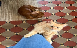 Maine Coon cats for sale: Beautiful Maine Coon X looking for a new home  - Image 3