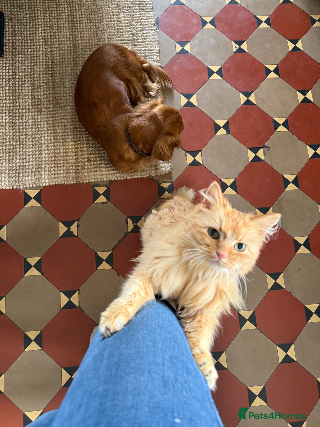 Maine Coon cats for sale: Beautiful Maine Coon X looking for a new home  - Image 3