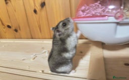 Hamster rodents for sale: Dwarf Hamster - Image 11