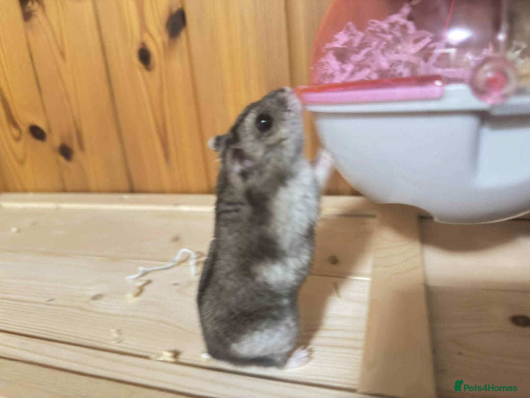 Hamster rodents for sale: Dwarf Hamster - Image 11