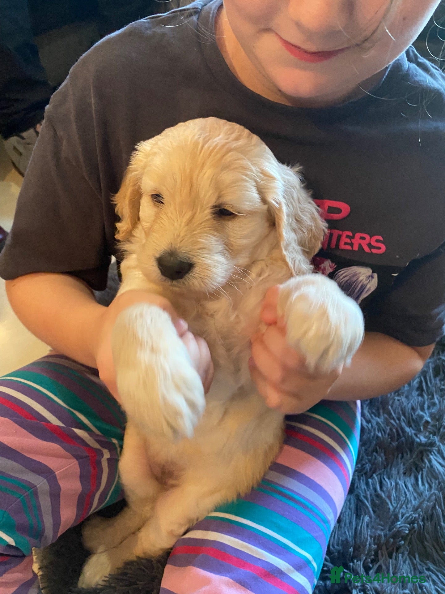 Goldendoodle dogs for sale: Two gorgeous goldendoodles. F1 girls - Advert 10