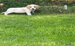 Cockapoo dogs for sale: Beautiful cocker spaniel x cockapoo - Image 8