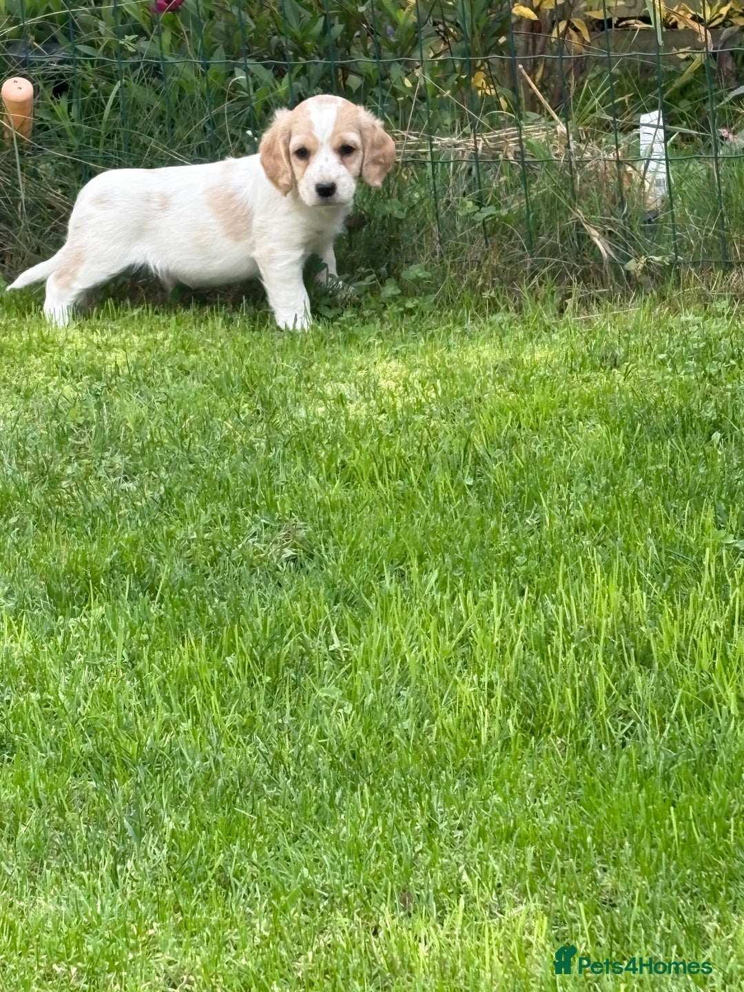 Cockapoo dogs for sale: Beautiful cocker spaniel x cockapoo - Image 8