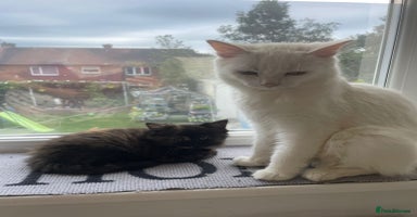 Turkish Angora cats - Advert 14