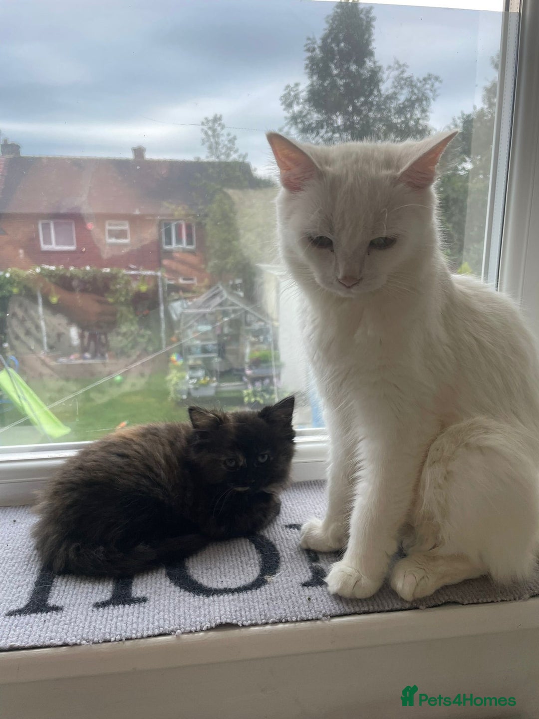 Turkish Angora cats for sale: Turkish Angora kittens - Image 3