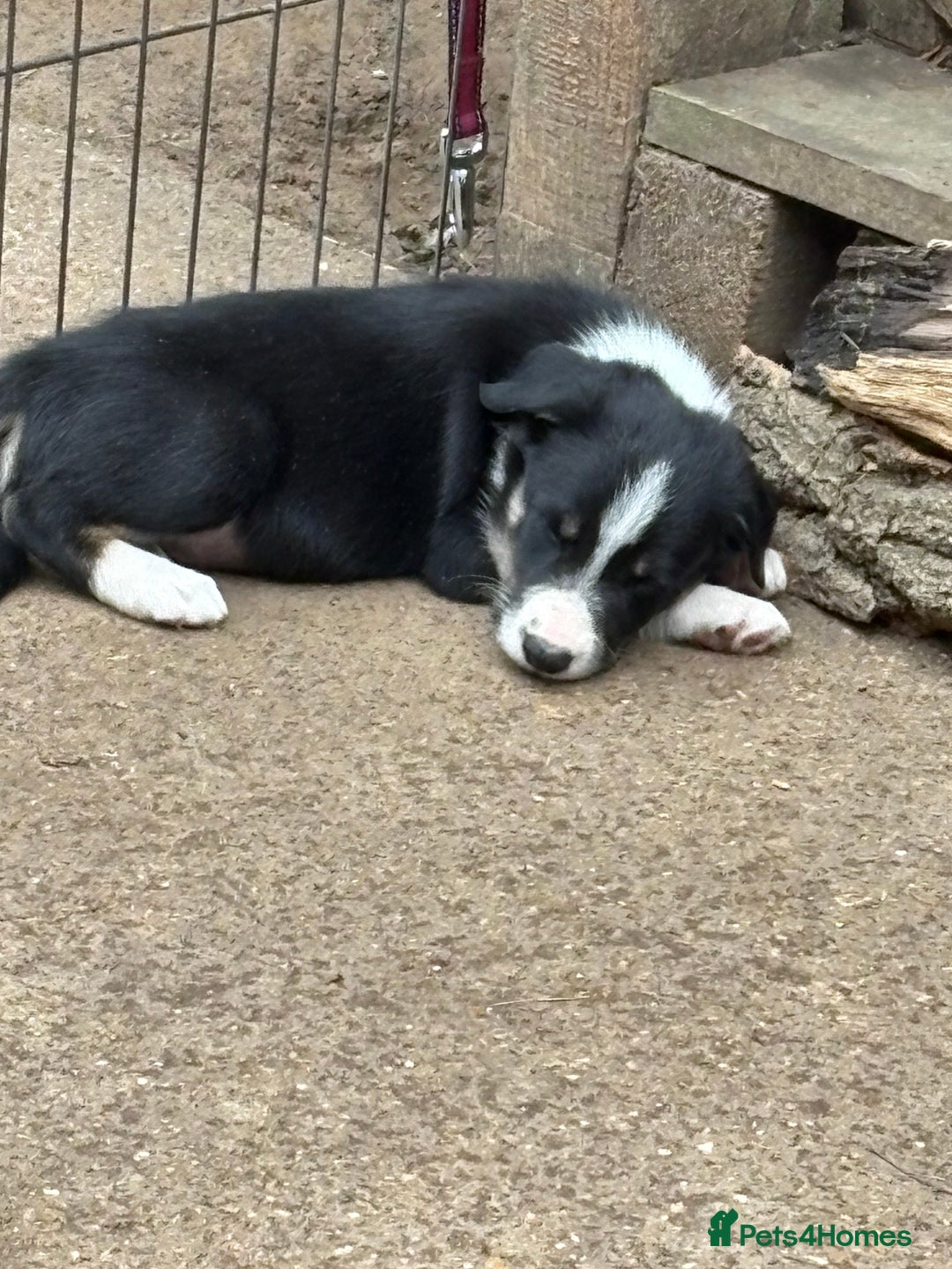 Border Collie dogs for sale: Border collie puppies ** Ready to Leave ** - Image 19