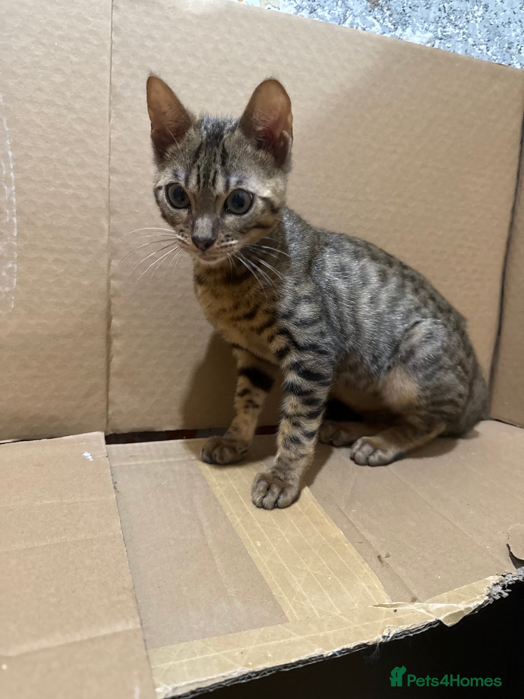 Bengal cats for sale: Male bengal kitten  - Image 9