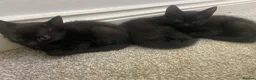 Mixed Breed cats for sale: Friendly and cuddly kittens 8 weeks in Swindon - Advert 7