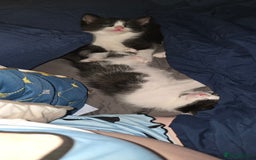Mixed Breed cats for sale: 3 black and white boy kittens for sale  - Image 5