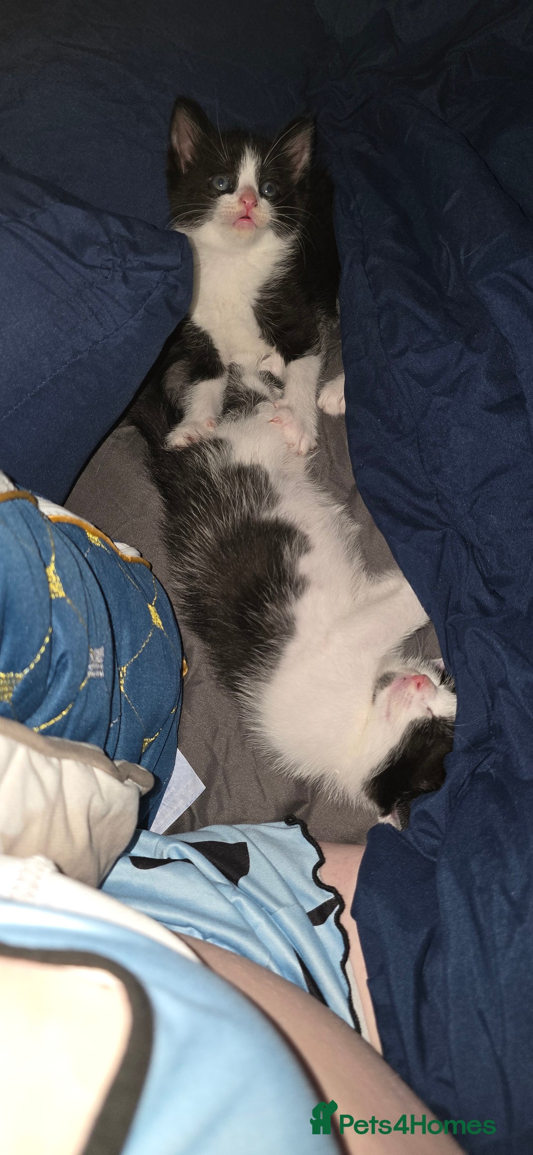 Mixed Breed cats for sale: 3 black and white boy kittens for sale  - Image 5