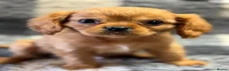 Cavalier King Charles Spaniel dogs for sale: Cavalier King Charles  - Advert 16