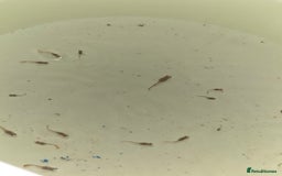 Live Bearers fish for sale: Guppies - Image 2