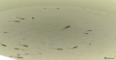 Live Bearers fish - Advert 14