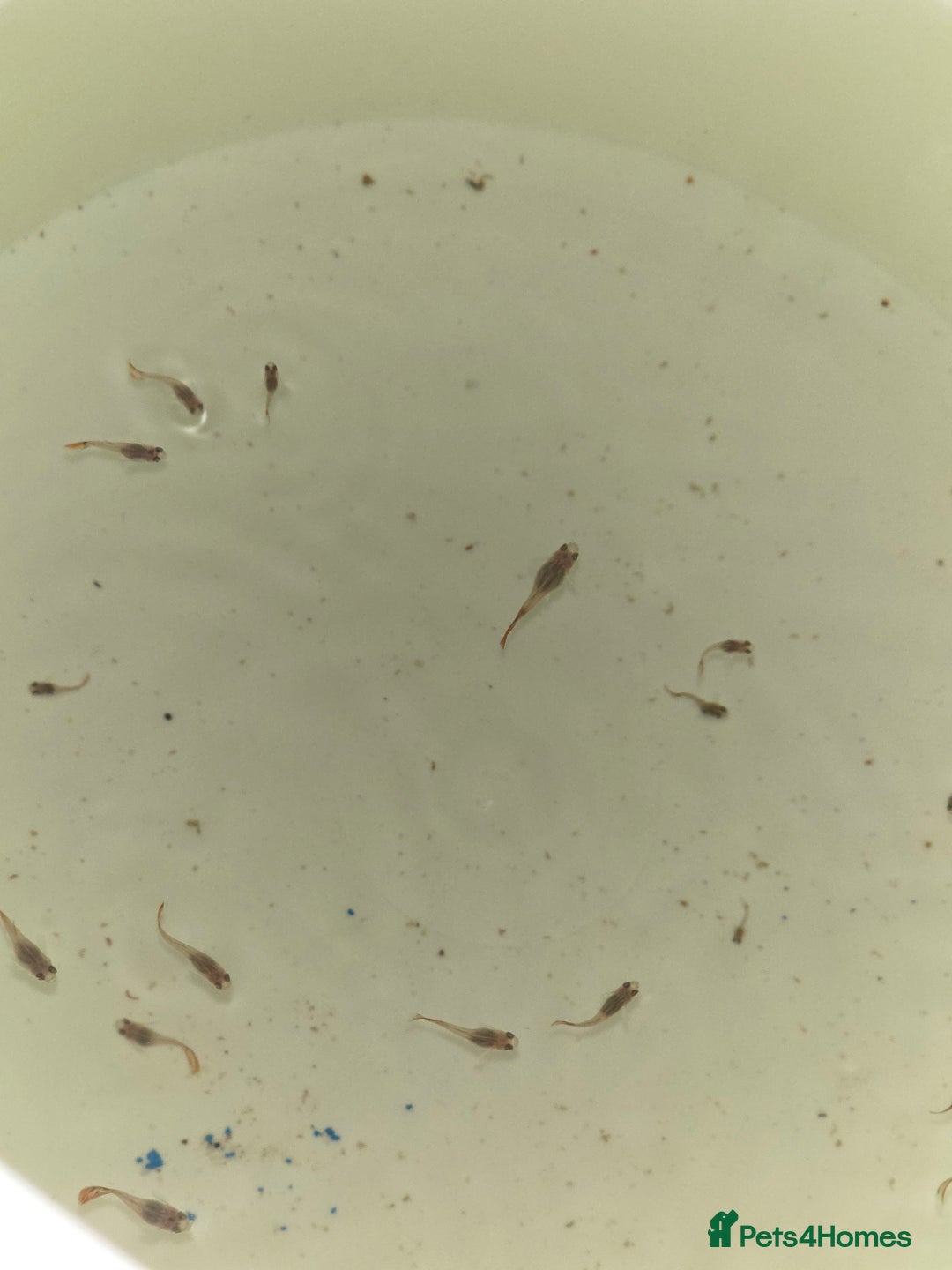 Live Bearers fish for sale: Guppies - Image 2