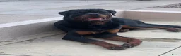 Rottweiler dogs for sale: AMAZING 9 MONTH OLD PEDIGREE BOY - Advert 3