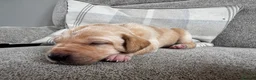 Mixed Breed dogs for sale: Beautiful Labrador x Pointer Puppies  - Advert 5