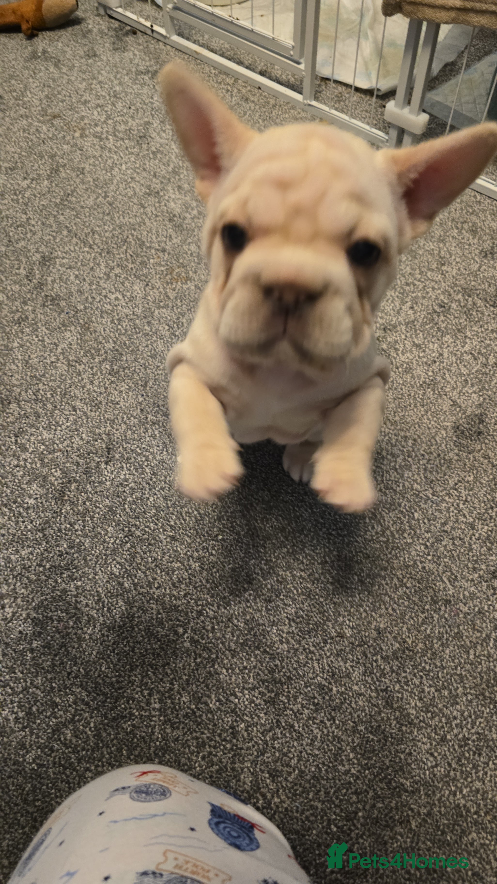 French Bulldog dogs  **  french bulldog  - Advert 16