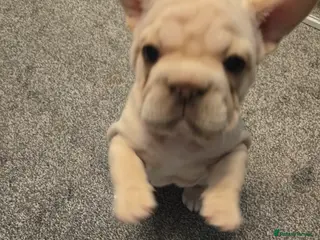 French Bulldog dogs ** french bulldog - Advert 16