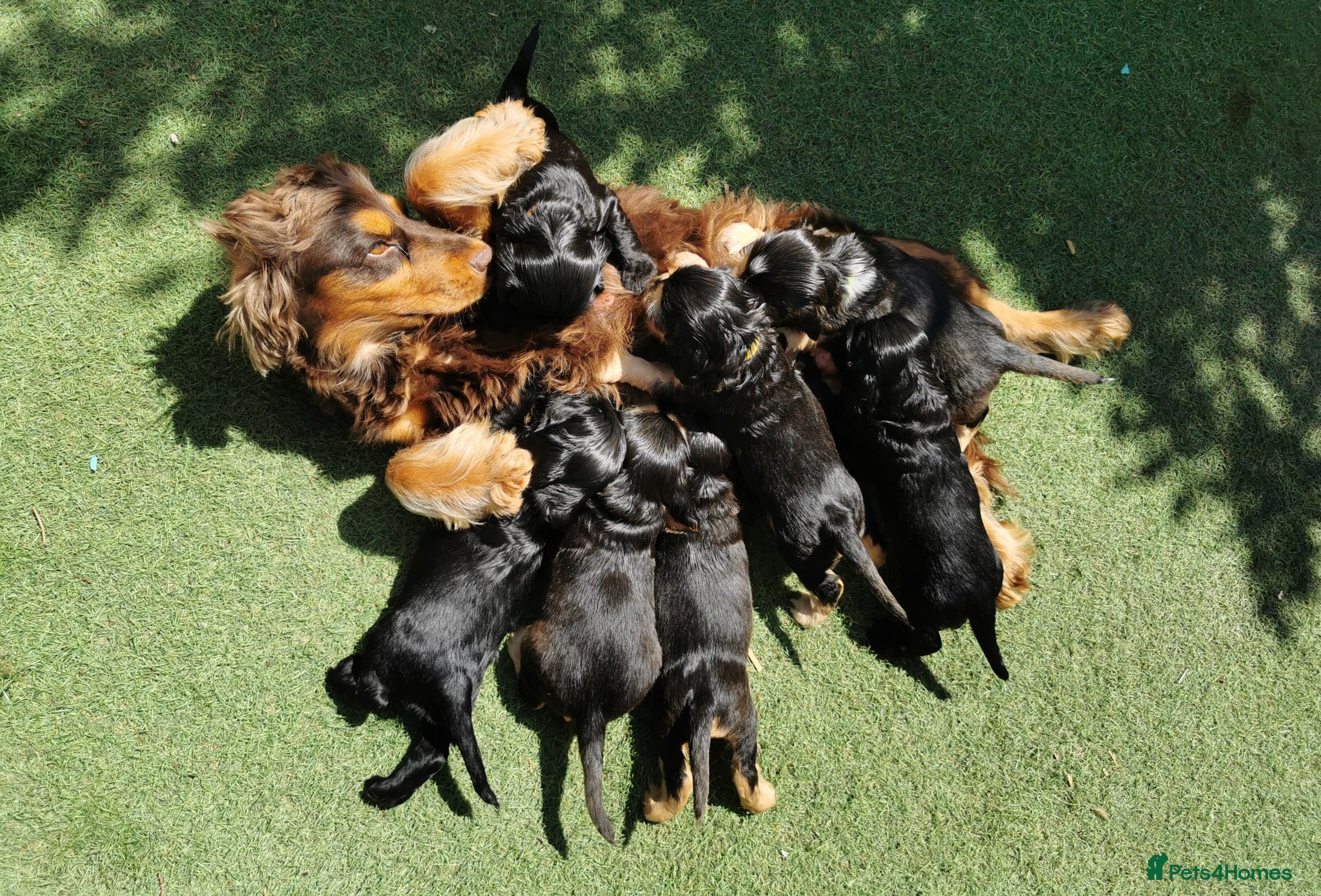 Cocker Spaniel dogs ☀️ DNA tested show type cocker spaniels puppies ☀️ - Advert 1