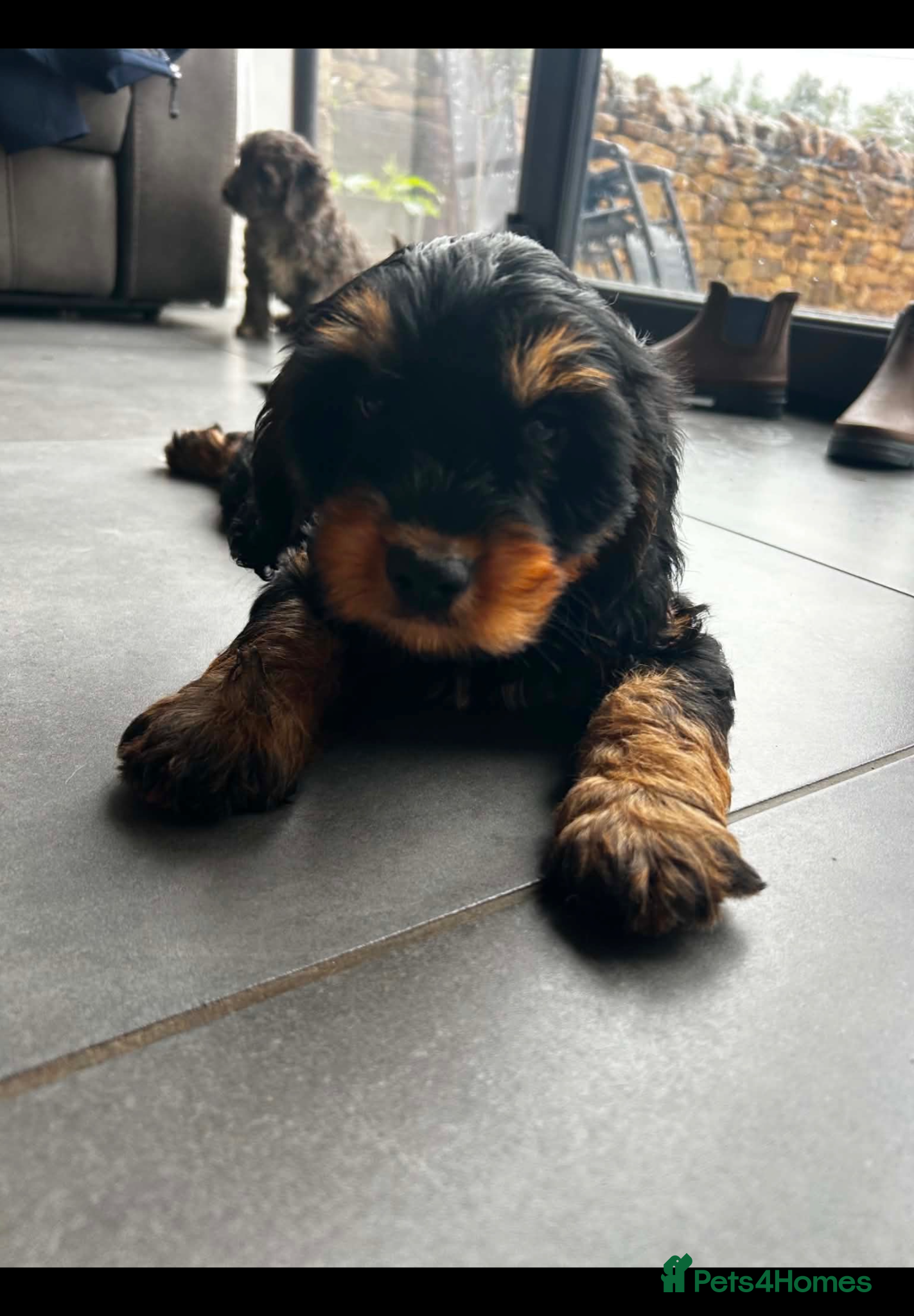 Cockapoo dogs *ONE GIRL LEFT *Stunning f1 cockapoo puppies  - Advert 2