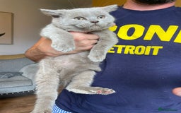 Scottish Fold cats for sale: Beautiful scotish fold straight ear kittens 🐱 ❤️ in Altrincham - Image 11