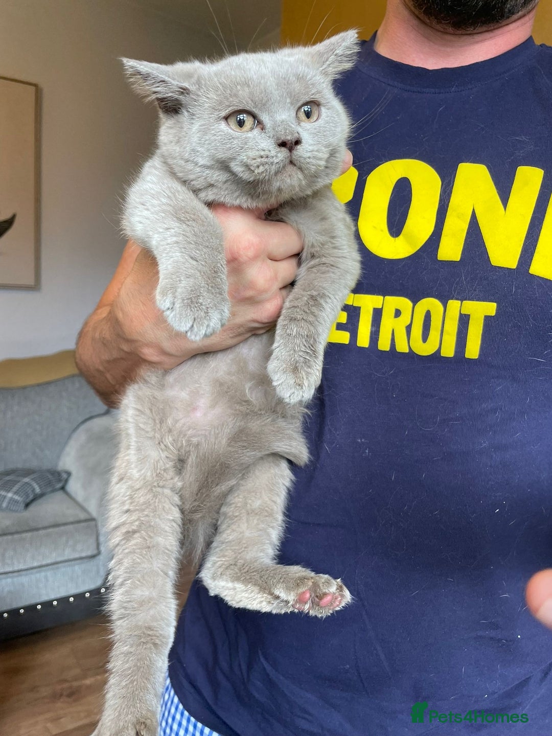 Scottish Fold cats for sale: Beautiful scotish fold straight ear kittens 🐱 ❤️ in Altrincham - Image 11