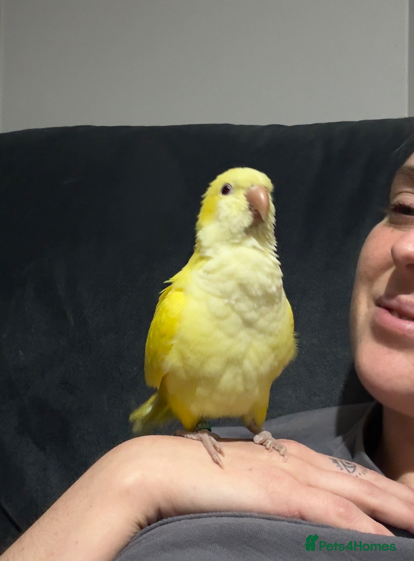 Mixed Breed birds for sale: Hand-Reared & Hand-Tamed Baby Quaker and Conures - Advert 1
