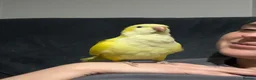 Mixed Breed birds for sale: Hand-Reared & Hand-Tamed Baby Quaker and Conures in Chichester - Advert 1