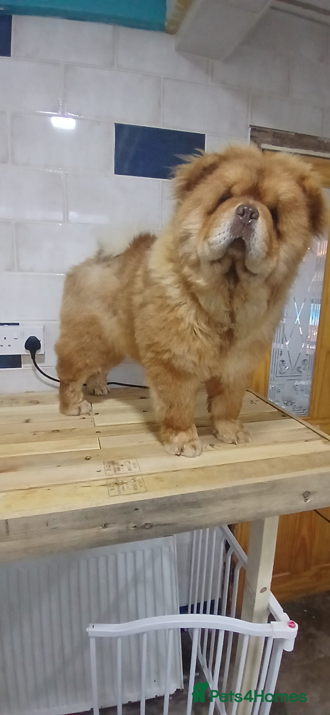 Chow Chow dogs for stud: Chow chow for stud - Advert 4