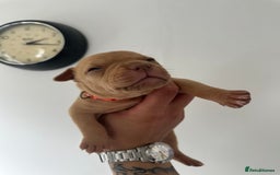 Staffordshire Bull Terrier dogs for sale: Gorgeous Staffy puppy  - Image 3