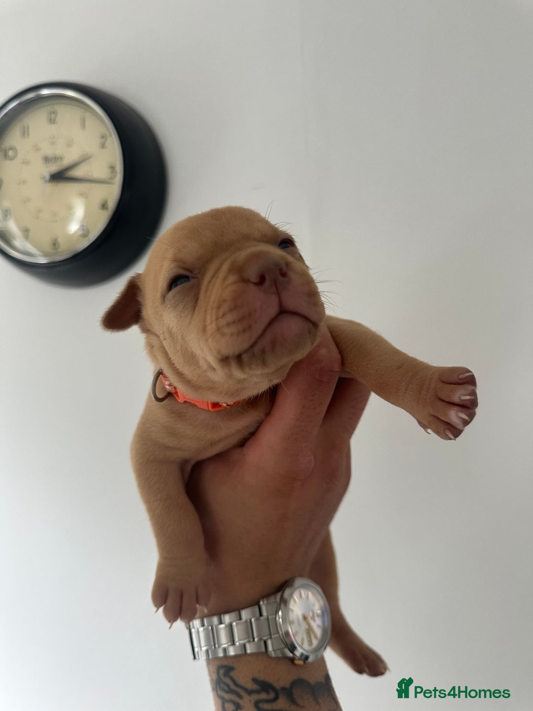 Staffordshire Bull Terrier dogs for sale: Gorgeous Staffy puppy  - Image 3