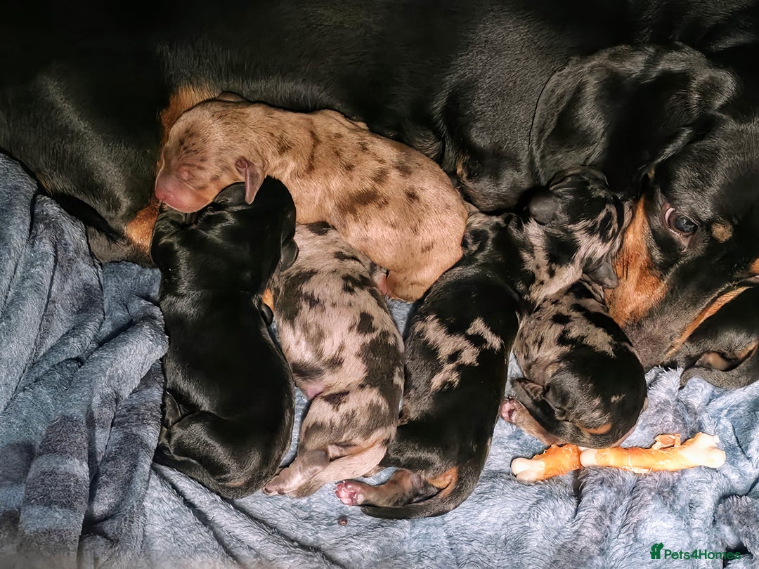 Miniature Dachshund dogs for sale: Miniature Dachshunds  - Image 2
