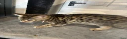 Savannah cats for sale: 🔥 Exceptional Savannah F3Kittens Rare Markings 🔥 - Advert 6