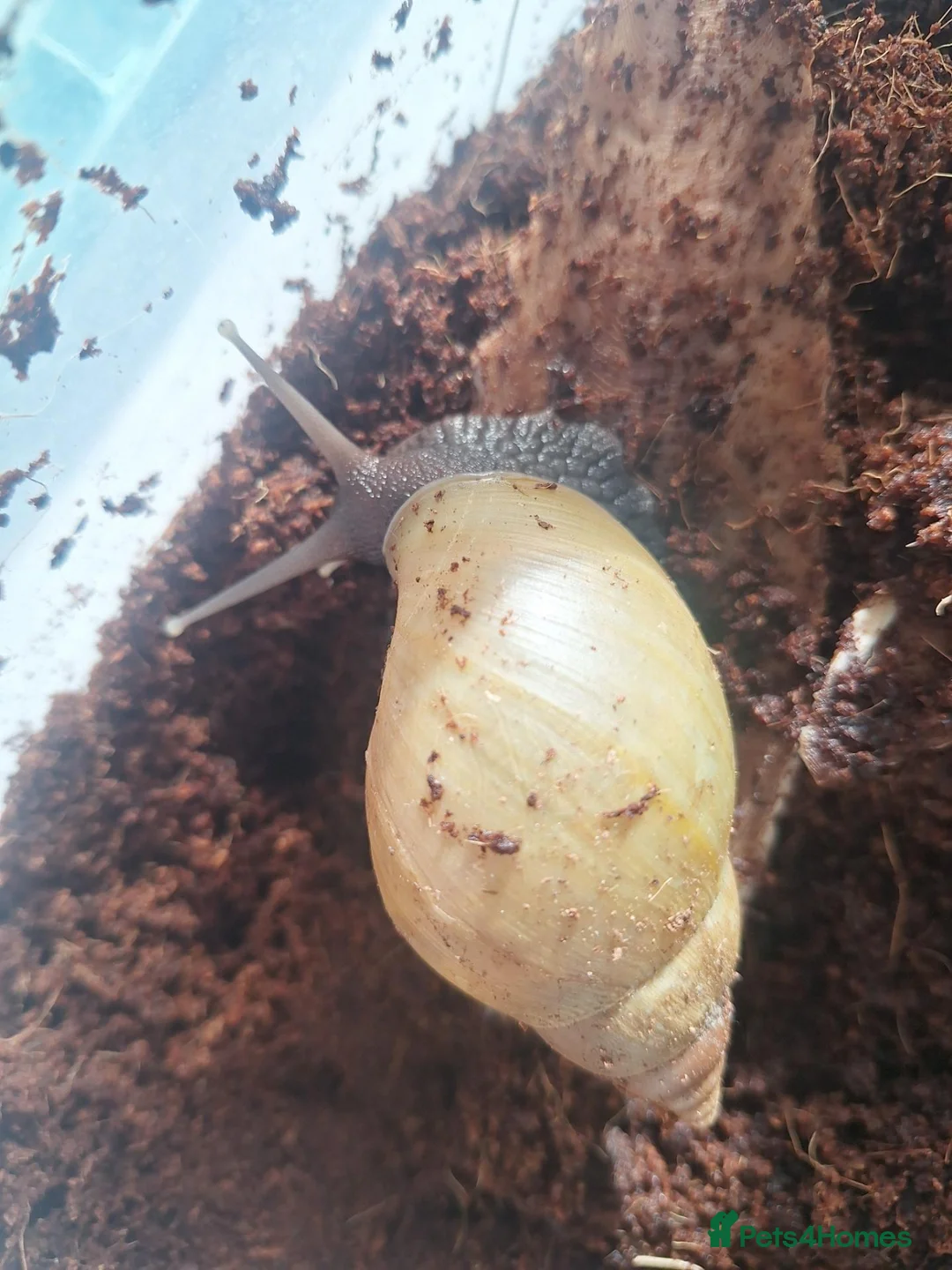 Snails invertebrates for sale: 4 giant african land snails - Advert 4