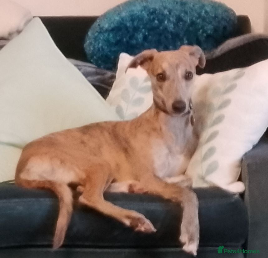 Whippet dogs 8 beautiful blue KC registered whippet pups  - Advert 18