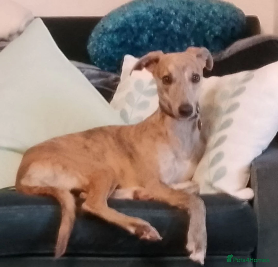 Whippet dogs for sale: 8 beautiful blue KC registered whippet pups  - Advert 2