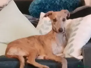 Whippet dogs 8 beautiful blue KC registered whippet pups - Advert 18