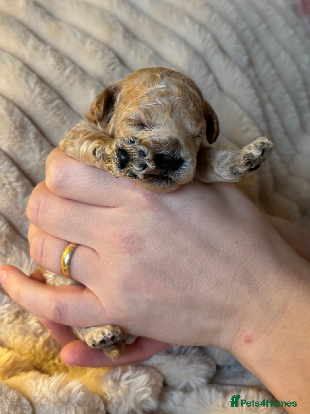 Maltipoo dogs for sale: 🌟Stunning Litter of Teddy🧸DNA tested Maltipoos  - Advert 9