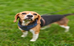 Beagle dogs for adoption: ❤️🐾 Lucy – A TRUE LITTLE GEM 🐾❤️ - Image 7