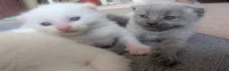 Maine Coon cats for sale: Maine coon X in Taunton - Advert 9