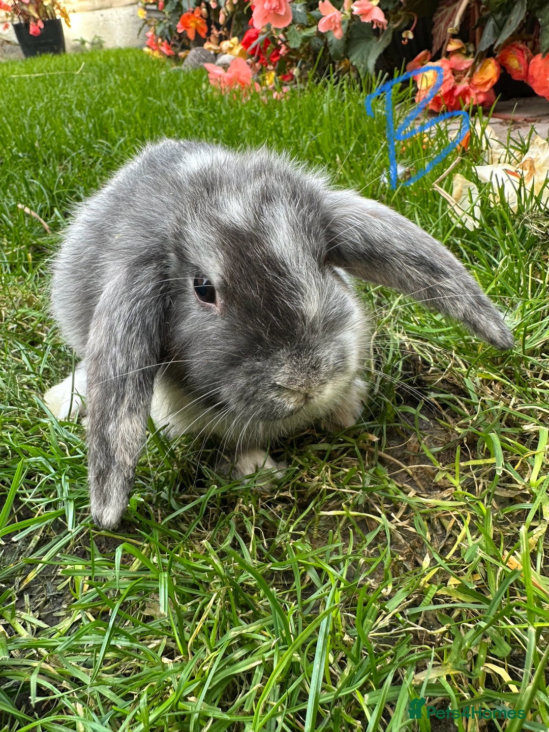 Mini Lop rabbits for sale: Mini Lop Rabbits  - Image 5